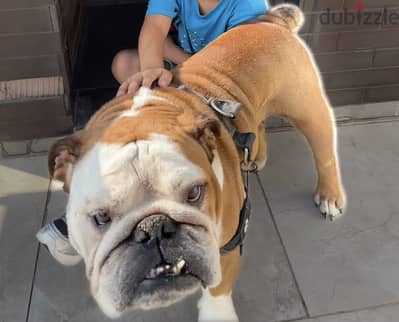 English Bulldog (Adult Male)