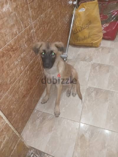 جرو / كلب / نتايه قوقازي كوكاجين / dogs / Female Caucasian Shepherd