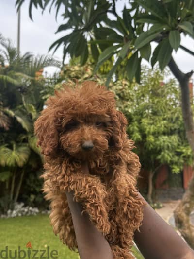 Toy poodle dog / كلب توي بودل