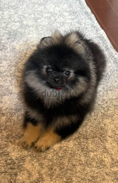 Pomeranian Puppie بومرينيان  Good health