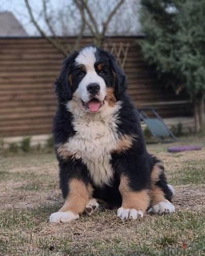 giant size Bernese mountain dog male 60 days imported for reservation
