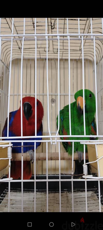 اكلكتوس اصوص جاهزه