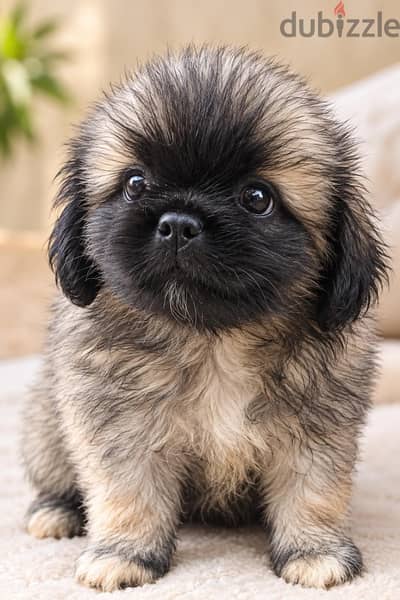 جراوي ميني بيكنواه (Pekingese) بيور متطعمين بالدفاتر - 47 يوم