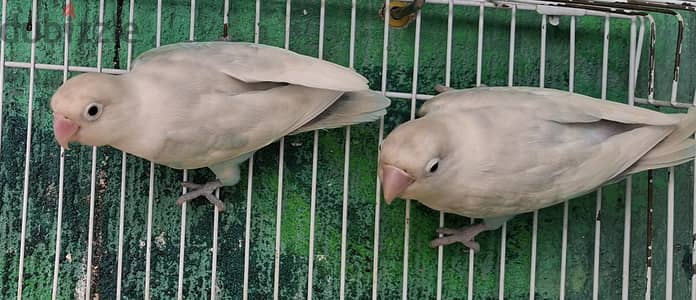 فيشر قص شغال