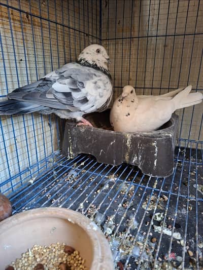 قص زاجل شعبي شغال اللهم بارك من احن الحمام اللي عندي