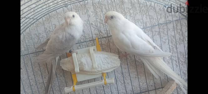 قص ريدرام دكر البينو ونتايه اسكاي بلو