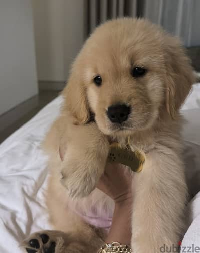 Golden retriever جولدن ريتريفر