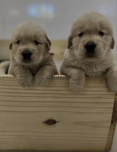 Golden retriever جولدن ريتريفر