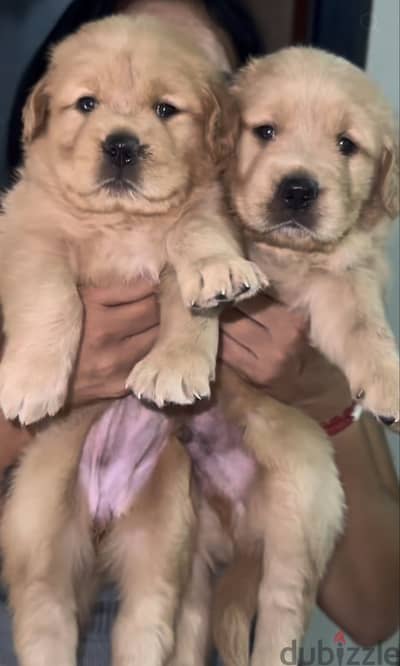 Golden retriever جولدن ريتريفر