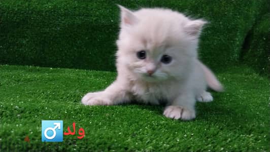 متاح ٤ قطط شيرازي   ولاد وبنات