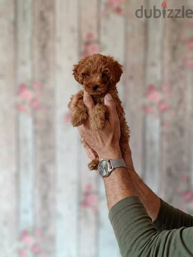 ااقل سعرتوى بودل (toy poodle )فى مصر اخر ولد