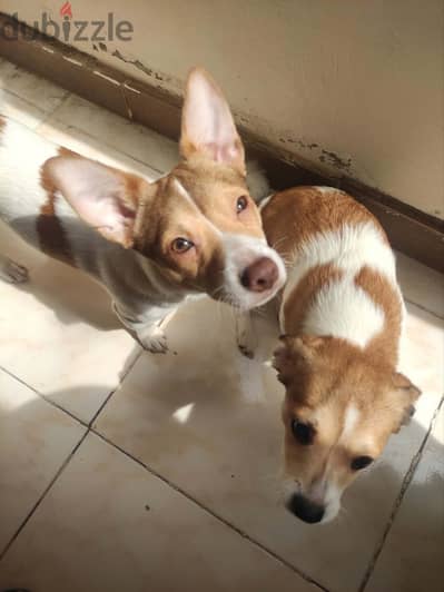Jack Russel