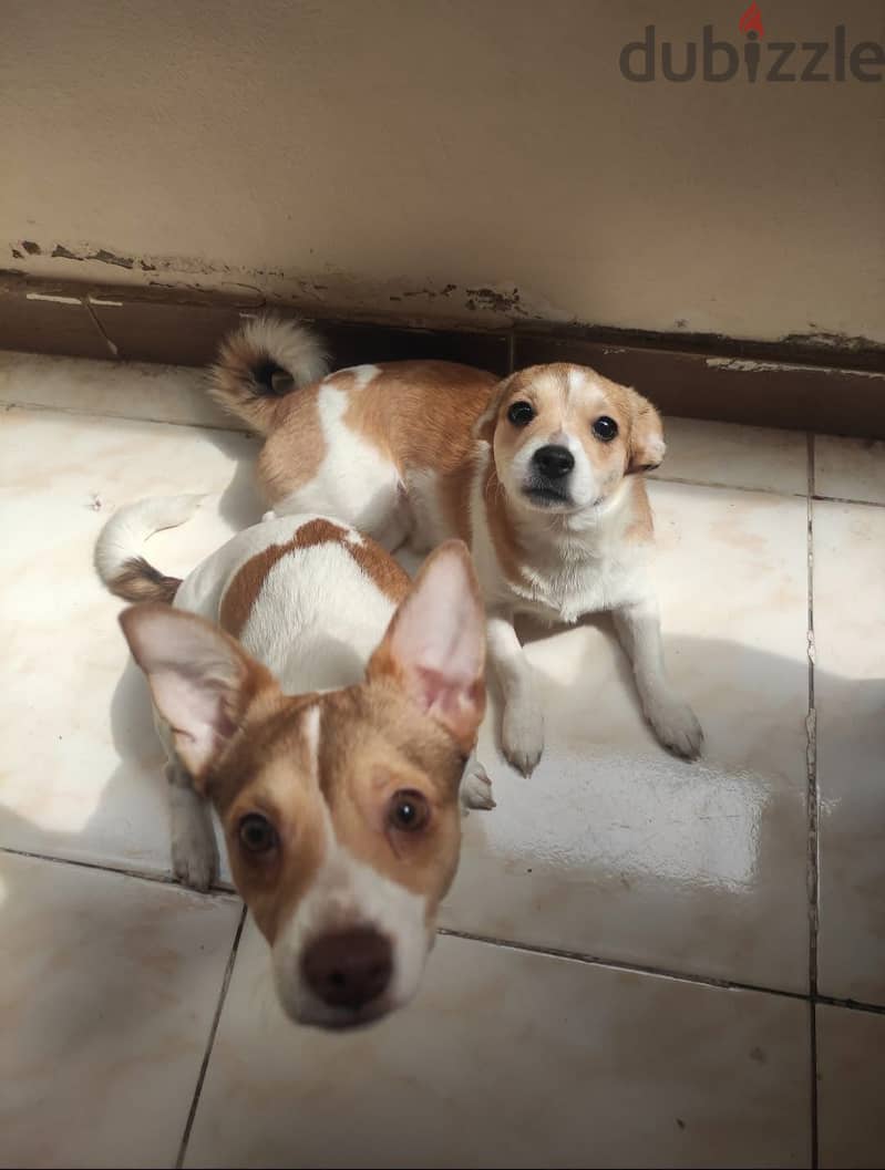 Jack Russel 1