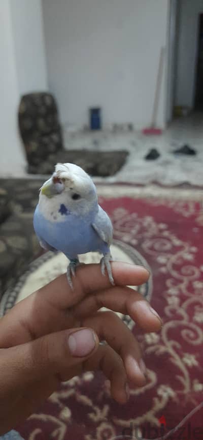 الرينبو فلل