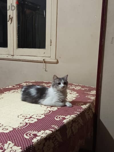 عايز قط شيرازي ولد ويكون عندو سنه ونص