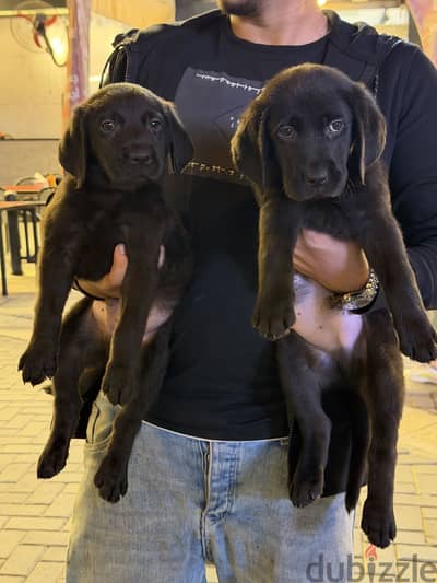 Labrador retreiver puppies لابرادور ريتريفر جراوي