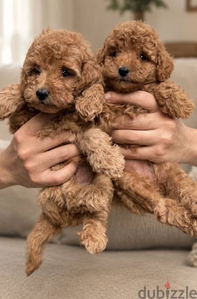 Poodle puppies