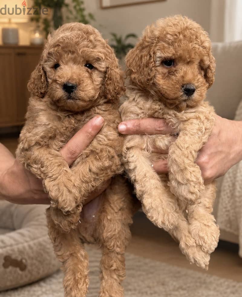 Poodle puppies 1