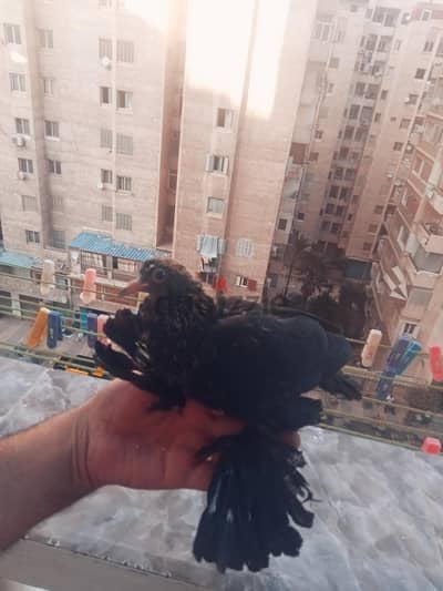 بيور شقلباظ بطش
