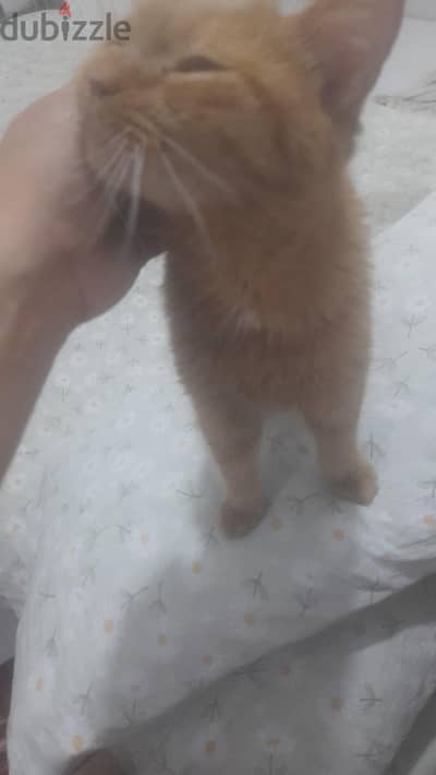 British for adoption