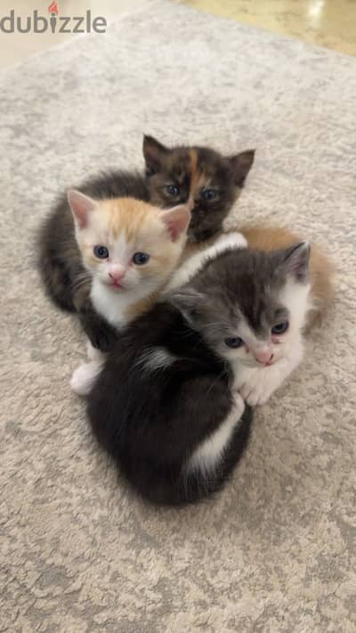 Kittens for adoption