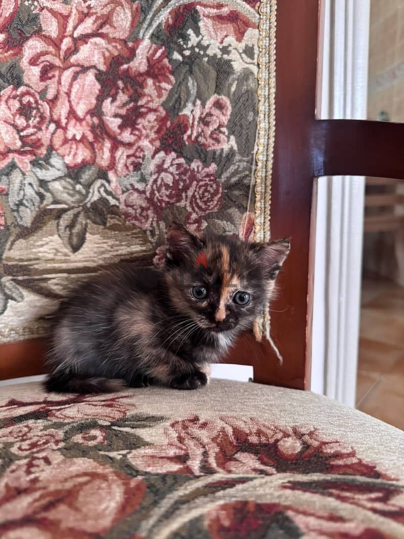 Kittens for adoption 1