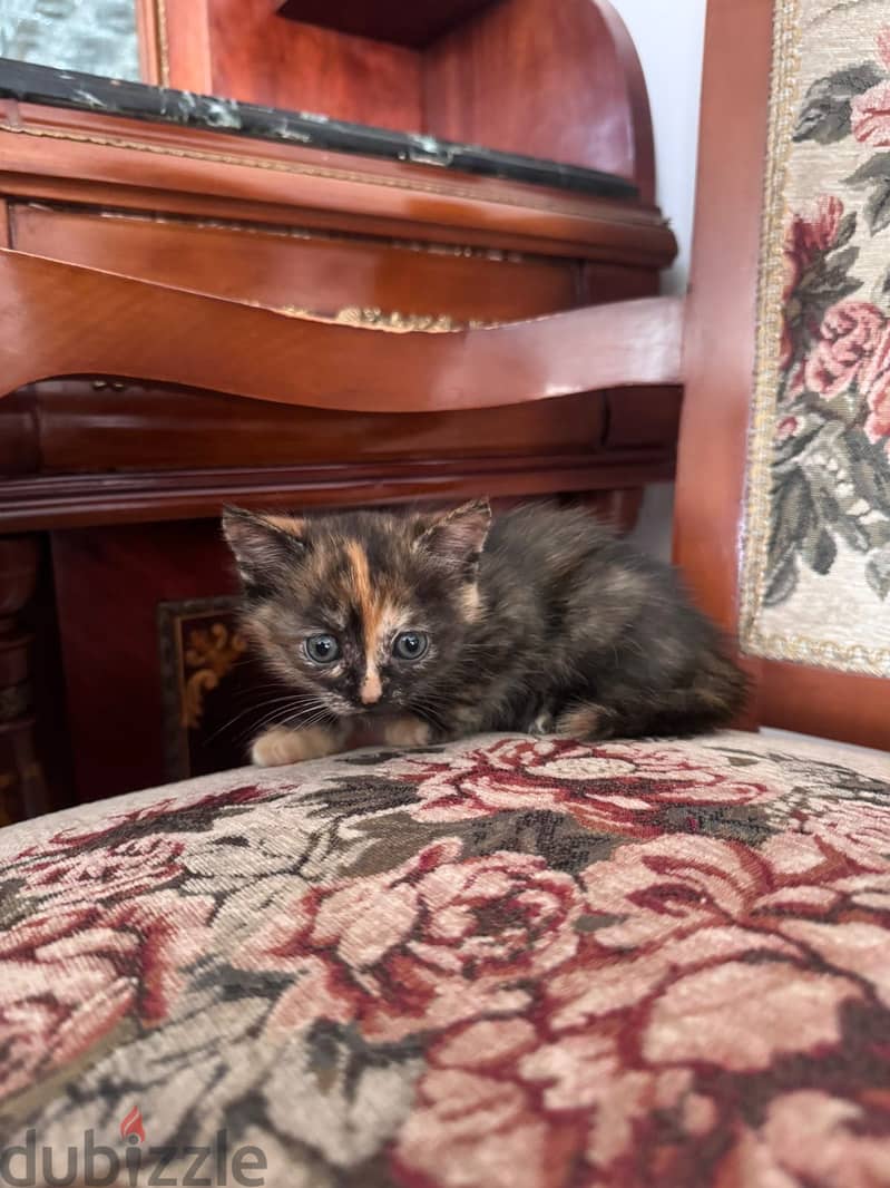 Kittens for adoption 2