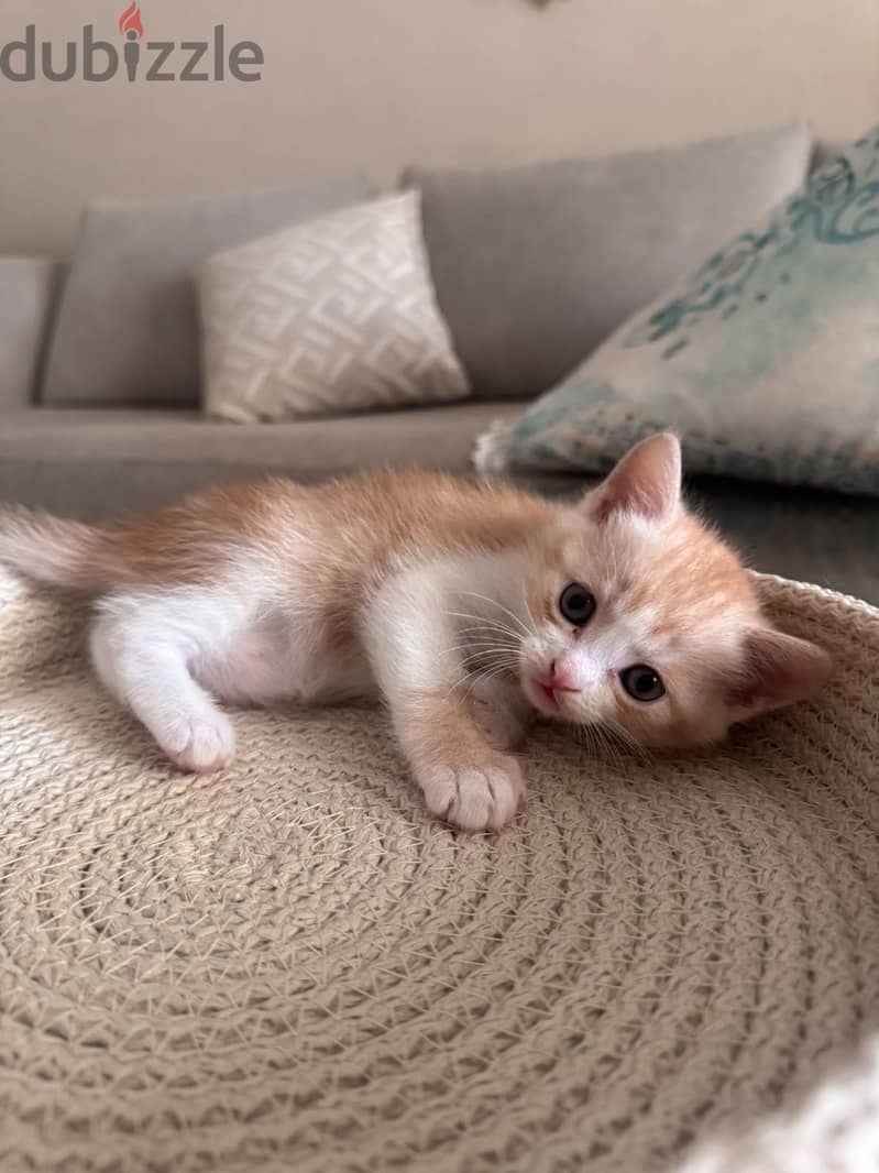 Kittens for adoption 3