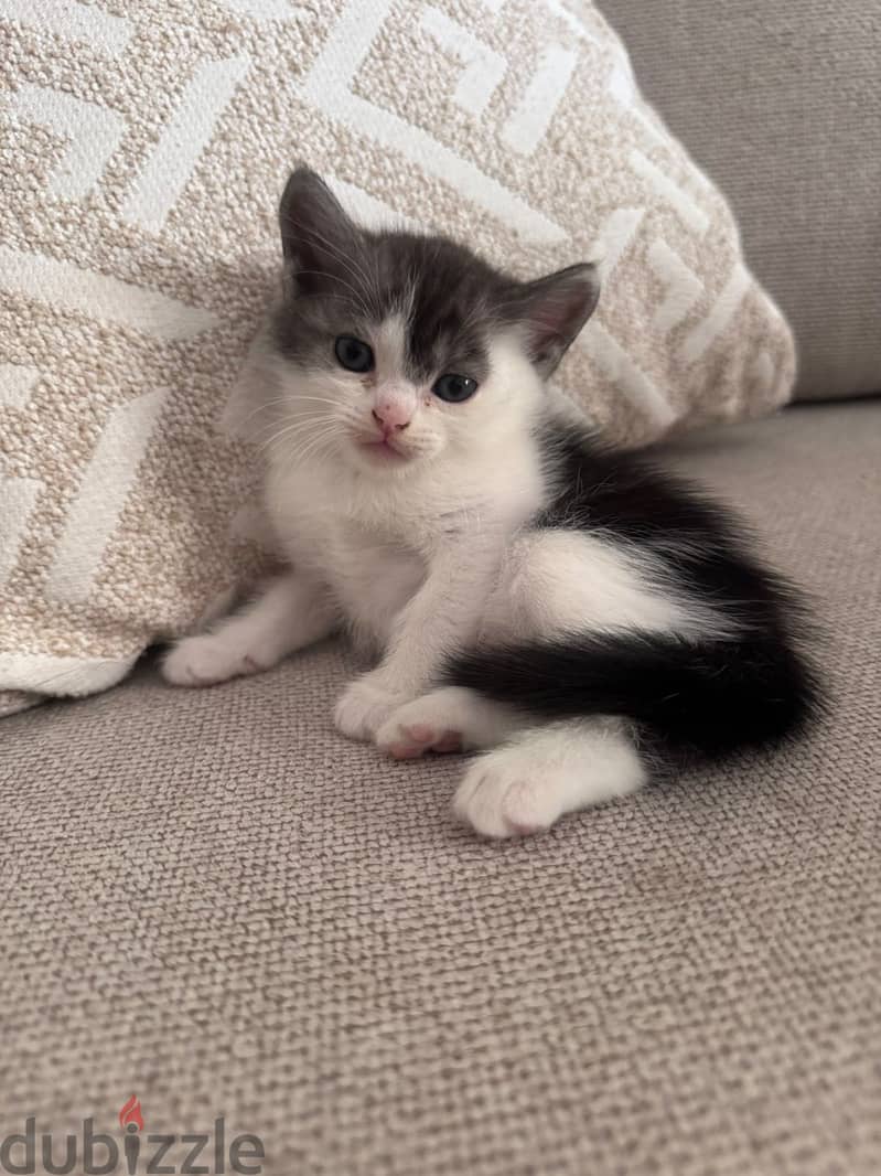 Kittens for adoption 4