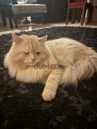 قط شبرازي هادي