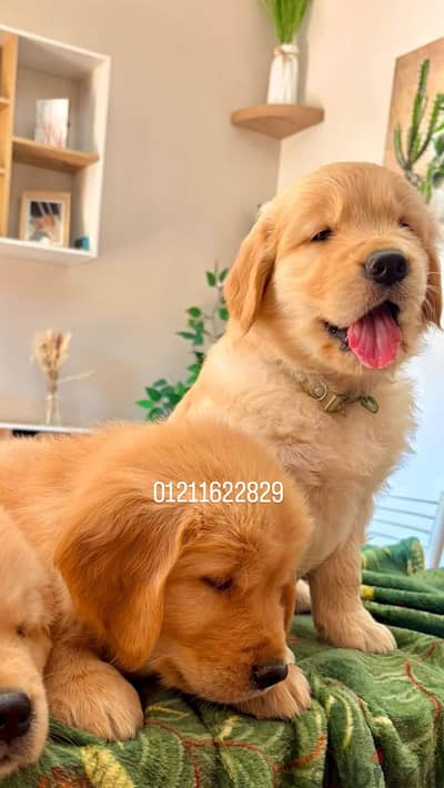 Premium quality golden retriever puppies جراوي جولدن