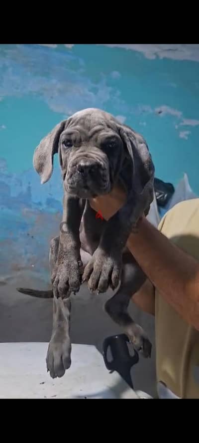اجمل جراوي كين كورسو cane Corso