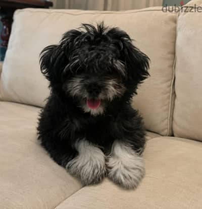 TOY HAVANESE