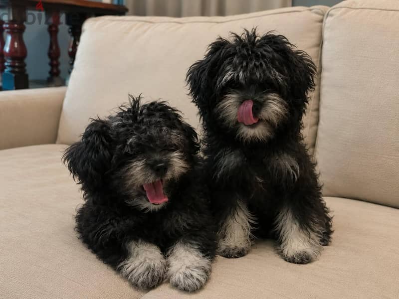 TOY HAVANESE 1