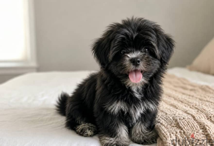 TOY HAVANESE 2
