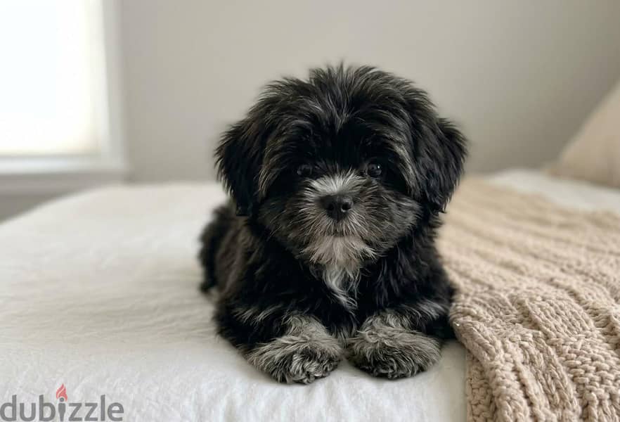 TOY HAVANESE 4