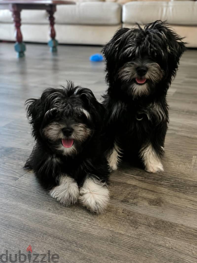 TOY HAVANESE 5