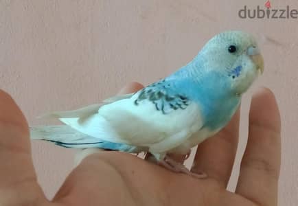 متاح شباب وزغاليل بادجي متدربين  بسم الله ماشاء الله