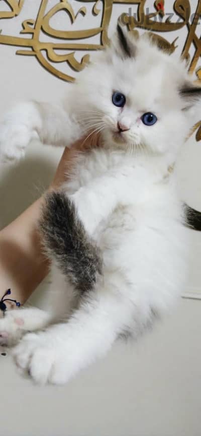 kittens ragadoll bure 45 days used litter box