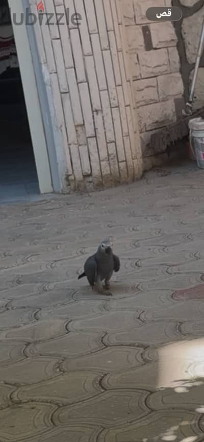 زنجباري  تفريخ مصري