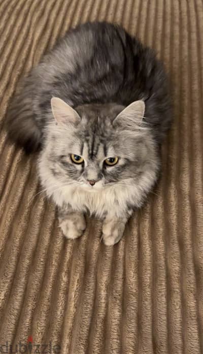 Persian cat