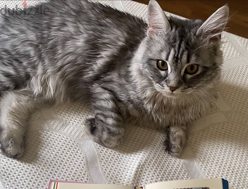 Persian cat 1