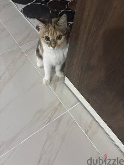 Moving overseas and needing a new home