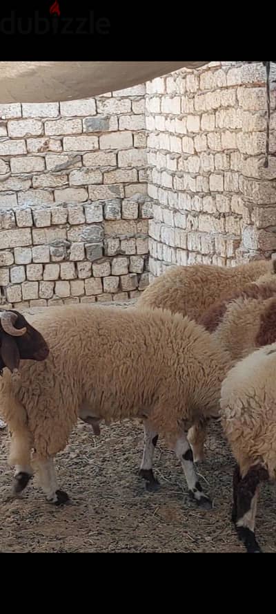 غنم برقي حر
