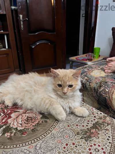 2 cats for adoption