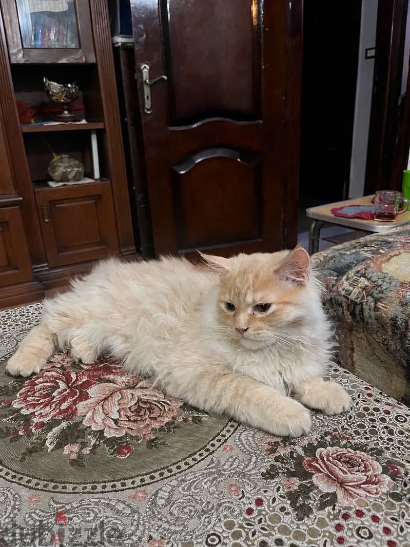 2 cats for adoption 1