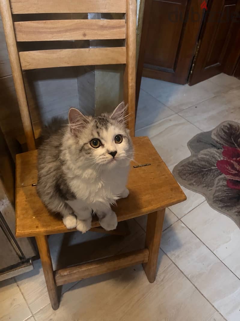 2 cats for adoption 2