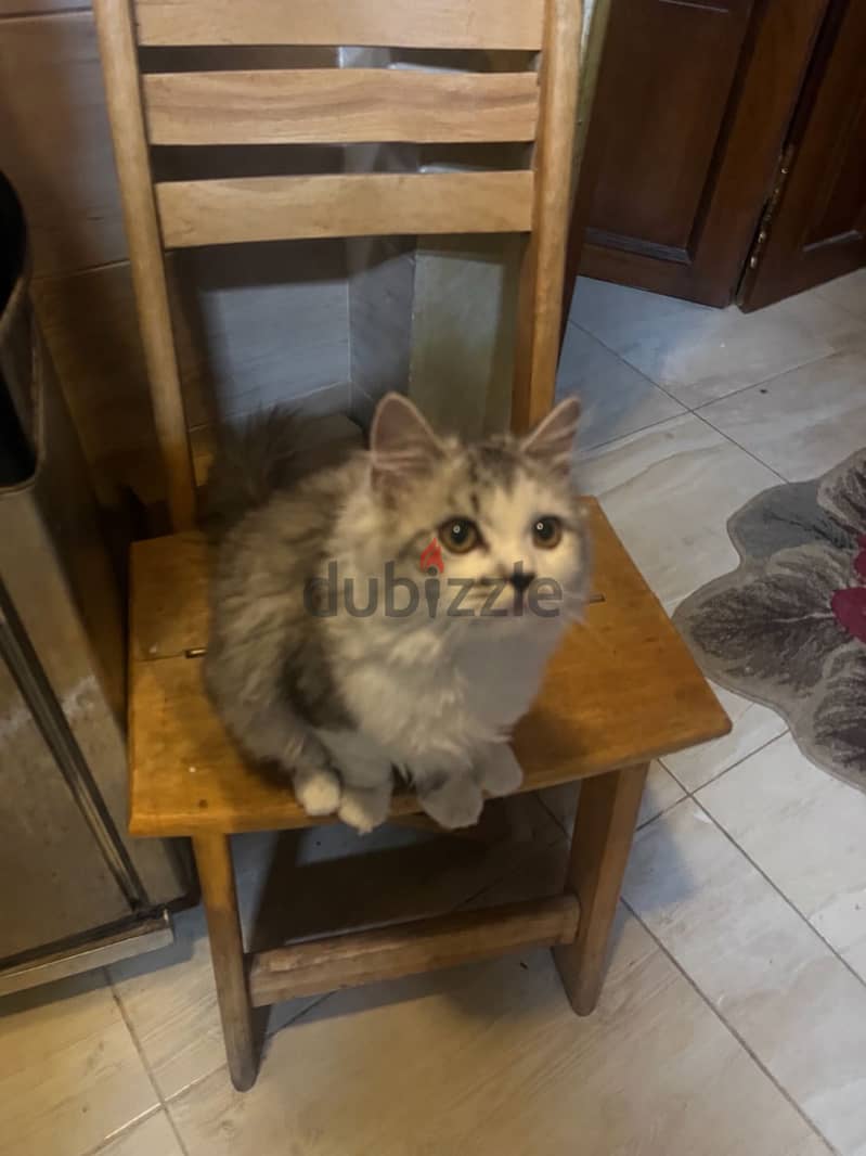 2 cats for adoption 3