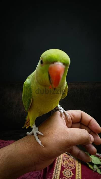 دكر دره اليف