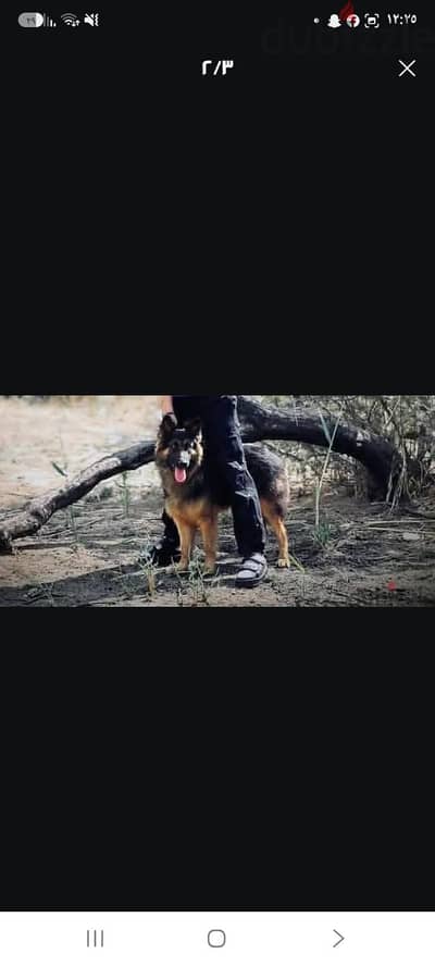 الجيزه الهرم سقاره